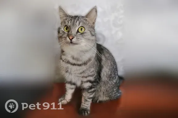 Пропала кошка, Сокол, Молодежный, д. 5, Сокол — серый полосатый домашний кот - photo