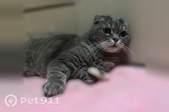 Пропала кошка, Анапа, Черноморская, д. 48 — шотландский вислоухий кот Мигель, серо-полосатый с белой грудкой - photo