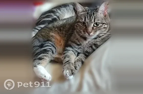 Объявления о пропавших и найденных животных, Серпухов, фото: Пропала кошка, Серпухов, Весенняя, д. 57 — серая, полосатая, с рыжими подпалинами