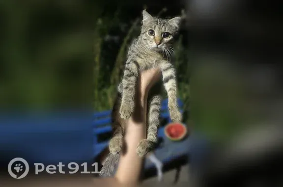 Найдена кошка, Оренбург, фото: Найдена кошка, Оренбург, Пролетарская, д. 153 — котёнок-девочка, ручная и ласковая