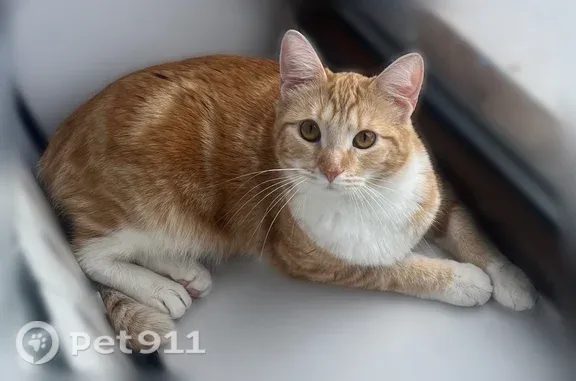 Потерянные животные Химки, фото: Пропала кошка, Деревня Шемякино (г Химки), Строительная, Химки — узор на боку похожий на грустный смайлик
