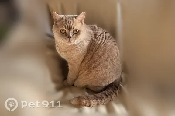 Кошки потеряшки, Пенза, фото: Потеряшка кошка, Пенза, Попова, д. 30 — шотландской породы, глаза золотистые