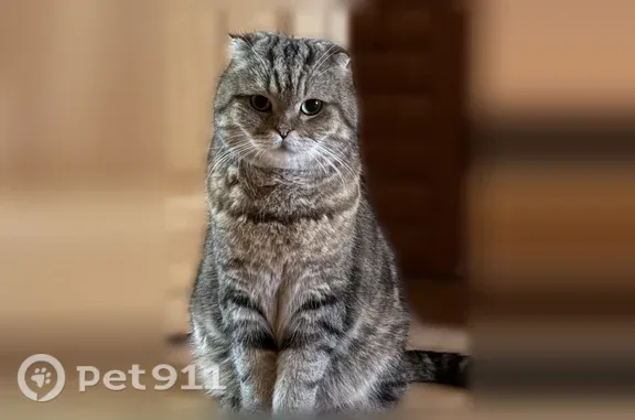 Пропала кошка, Спасателей, Ессентуки — очень пугливая, вислоухая - photo