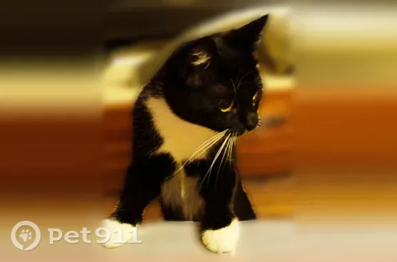 Кошки потеряшки, Усть-Волма, фото: Потеряшка кошка, Деревня Усть-Волма, Советская, д. 27, Усть-Волма — 11 месяцев, спряталась под баней или в сарае