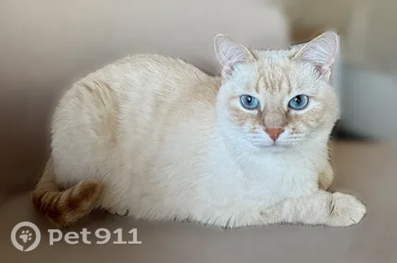 Пропала кошка, Село Константиново, д. 27, Константиново — женского пола, голубые глаза - photo