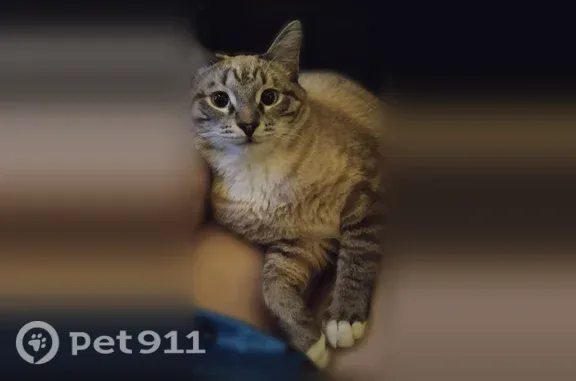 Пропала кошка, Нагорная, д. 57, Екатеринбург — серый с коричневыми пятнами, пугливая - photo