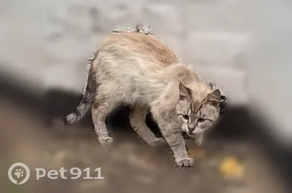 Объявления о пропавших и найденных животных, Москва, фото: Найдена кошка, Москва, Генерала Глаголева, д. 13 2 — очень худая, откликается на «кс кс»