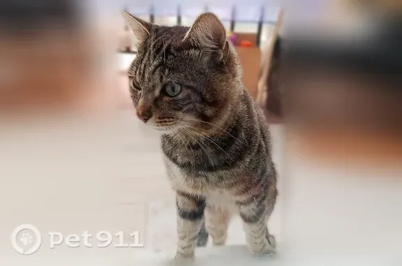 Найдена кошка, Якутск, фото: Найдена кошка, Микрорайон 203 (г Якутск), д. 14, Якутск — ласковая, спокойная
