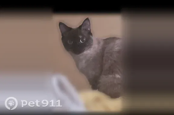 Пропала кошка, Хабаровск, Дикопольцева, д. 9 — сиамский окрас, голубые глаза - photo