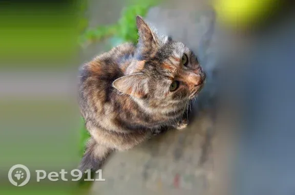 Найдена кошка, Грузино, фото: Найдена кошка, Территория Садоводство Звездочка (м-в Грузино), Угловая, д. 8, Грузино — черепаховый окрас, пушистый хвост