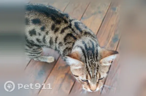 Найдена кошка, Элекмонар, фото: Найдена кошка, Село Анос, Анос — большая, ласковая, породистая