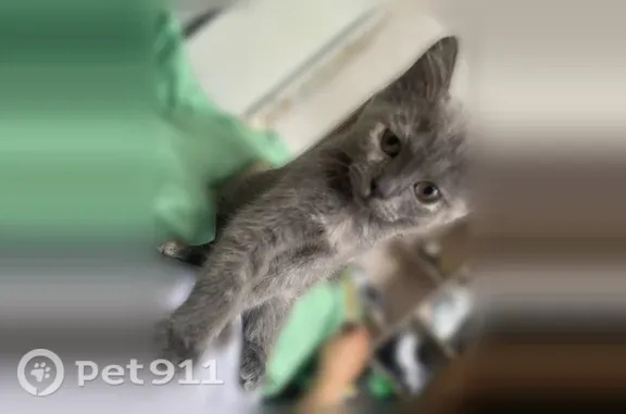 Пропала кошка, Томск, Загорная, д. 21а — котёнок достаточно пушистый - photo