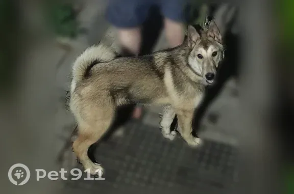 Пропала собака, Омск — щенок серо-рыжий, 8 месяцев - photo