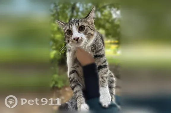 Найдена кошка, Чита, фото: Найдена кошка, Чита, Журавлева, д. 77 — молодая, окрас табби, загнут кончик хвоста
