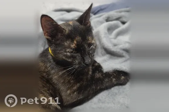 Найдена кошка, Рязань, фото: Найдена кошка, Рязань, Свободы, д. 3 — худая, ласковая