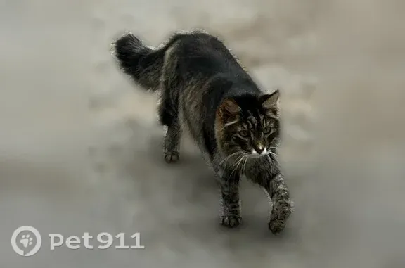 Найдена кошка, Уфа, фото: Найдена кошка, Транспортная, д. 28/1, Уфа