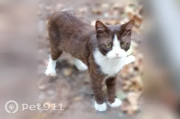 Объявления о пропавших и найденных животных, Старый Оскол, фото: Найдена кошка, Старый Оскол, Горняк, д. 10, Старый Оскол — редкий шоколадный окрас
