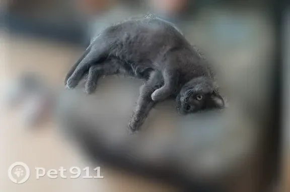 Пропала кошка, Металлургов, д. 17, Челябинск — тёмно-серый котик с порванным ухом - photo