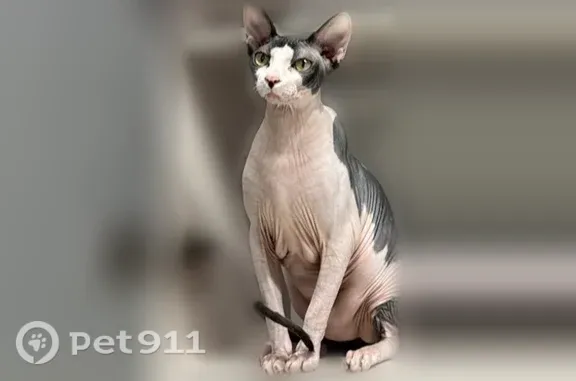 Пропала кошка, мкр. Северный, Ессентуки — стерилизована, 1,5 года - photo