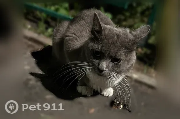 Объявления о пропавших и найденных животных, Подольск, фото: Найдена кошка, 43-й Армии, Подольск — очень чистая, в стрессе