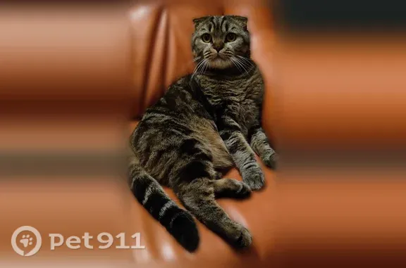 Пропала кошка, Пересвета, д. 49, Брянск — шотландский вислоухий, серо-коричневый в полоску - photo