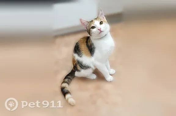 Найдена кошка, Омск, фото: Найдена кошка, возле магазина Победа, Омск — котёнок на передержке