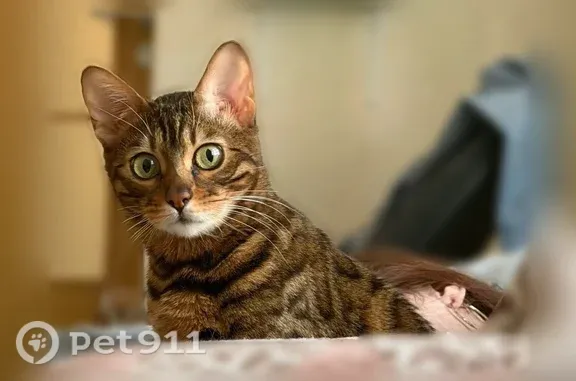 Объявления о пропавших и найденных животных, Ухта, фото: Пропала кошка, Ухта, Сенюкова, д. 9 — бенгальская, 2 года, могла быть ранена