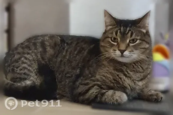 Пропала кошка, им. Фронтовых бригад, д. 15, Уфа — гладкошерстная, 10 лет - photo