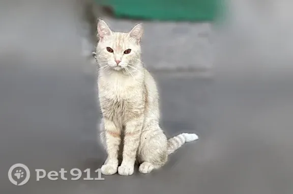 Найдена кошка, Мариупольская, Волгоград — молодой котик, ласковый и общительный - photo