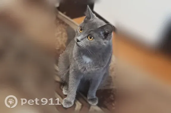 Пропала кошка, Нерчинская, д. 6, Красноярск — серая с белым пятнышком на груди - photo