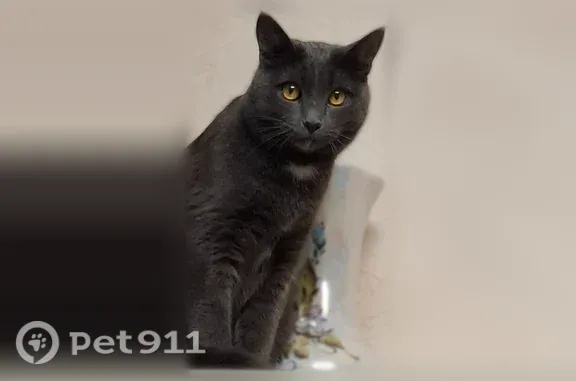 Пропала кошка, Маяковского, д. 41а, Пермь — серый с небольшим белым пятнышком на груди - photo