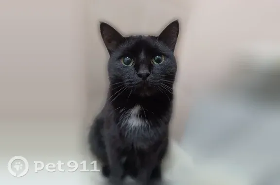 Пропала кошка, Похвистнево, Южный, д. 71, Похвистнево — чёрная, маленькое белое пятно на грудке - photo