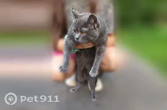 Найдена кошка, Уфа, фото: Найдена кошка, Уфа, Авроры, д. 7/4 — серая, шотландской породы, домашняя