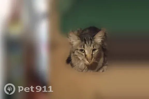 Объявления о пропавших и найденных животных, Ухта, фото: Пропала кошка, Поселок городского типа Водный (г Ухта), Пионерский, д. 3, Ухта — полосатая, острая мордочка