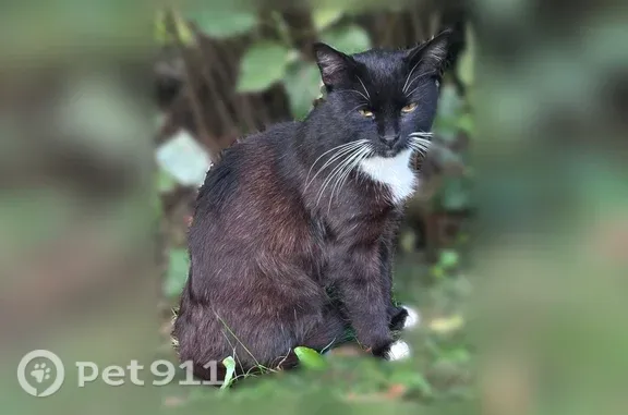 Найдена кошка, Смоленск, фото: Найдена кошка, Смоленск, Маршала Соколовского, д. 11А — чёрная, выглядит ухоженно