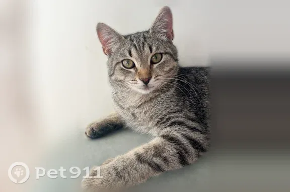 Пропала кошка, Тархова, Саратов — железные глаза, 6–7 месяцев - photo