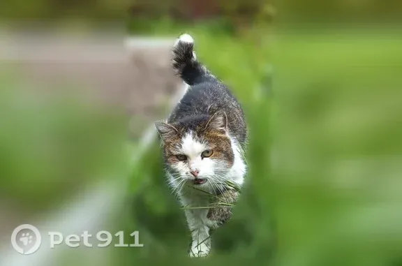 Найдена кошка, Чехов, фото: Найдена кошка, Территория снт Березки (деревня Плешкино), Чехов — очень истощена, спокойно даётся в руки