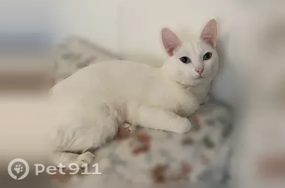 Пропала кошка, Поселок Заволжье, Крайняя, Заволжье — белая кошка с разными глазами, розовый адресник - photo