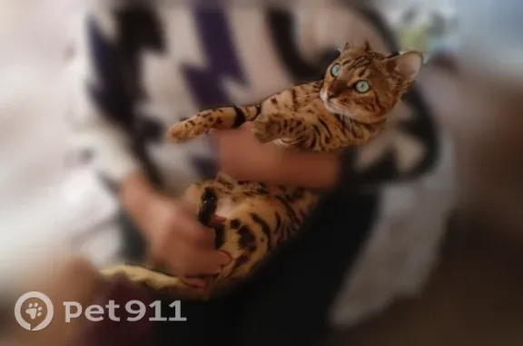 Пропала кошка, Кострома, Ткачей, д. 12 — бенгальской породы - photo