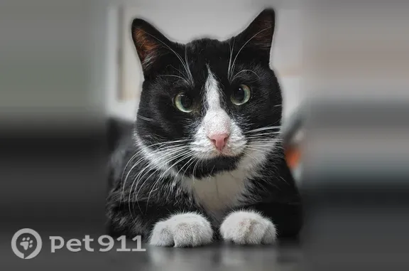 Объявления о пропавших и найденных животных, Москва, фото: Кошка ищет дом, Москва — котик Витюша, 2 года, кастрирован и привит