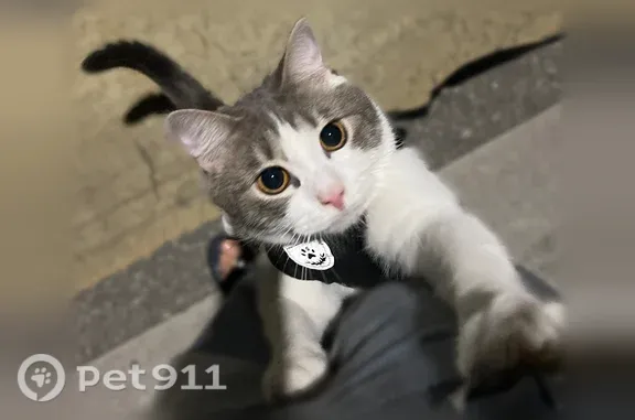 Пропала кошка, Власова, д. 40, Пятигорск — серо-белая, очень пугливая - photo