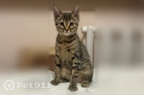 Пропала кошка, Ленина, Ставрополь - photo