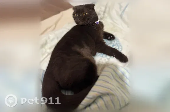 Пропала кошка, 1-й Лиговский, Краснодар — тёмно-коричневый окрас, красный ошейник - photo