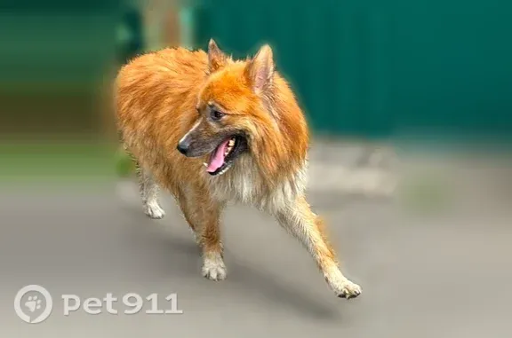 Объявления о пропавших и найденных животных, Москва, фото: Найдена собака, Район Кунцево (г Москва), 5-я Мякининская, д. 1, Москва — рыжий молодой кобель