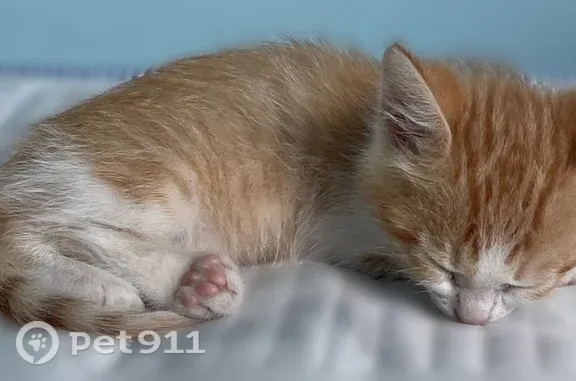 Пропала кошка, Цимлянск, Степная, д. 26 — бело-рыжая, в синем ошейнике от блох - photo