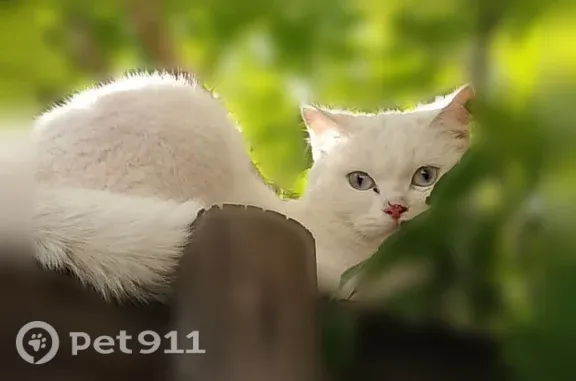 Найденные животные Берёзовский, фото: Найдена кошка, Березовский, Фурманова, Берёзовский — белая породистая с голубыми глазами