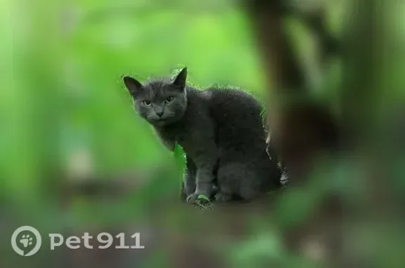 Пропала кошка, район парк Университет, улица Мира, 2В, Владимир — серый кот, кличка Умка - photo