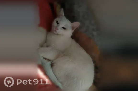 Пропала кошка, Кимры, Титова, д. 9 — белая, домашняя, всего боится - photo