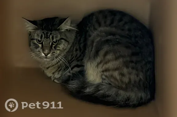Кошки потеряшки, Мурино, фото: Найдена кошка, Мурино, Оборонная, д. 18 — напугана, домашняя, рычит