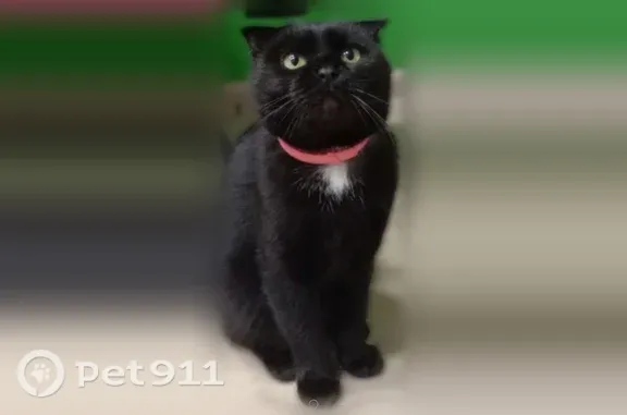 Найдена кошка, Саратов, фото: Кошка ищет дом, Саратов — вислоухая кошечка, срочно